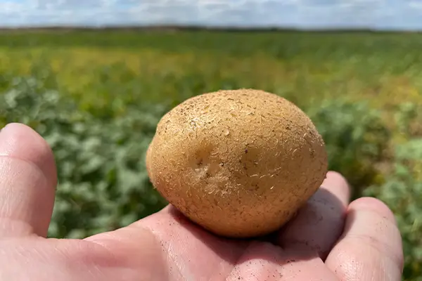 ポテチ用ジャガイモ