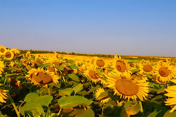ウクライナの大地に広がる小麦とひまわり畑②