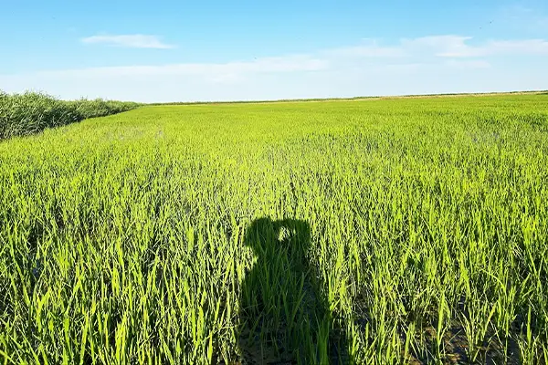 一面の緑が広がる稲の成長期