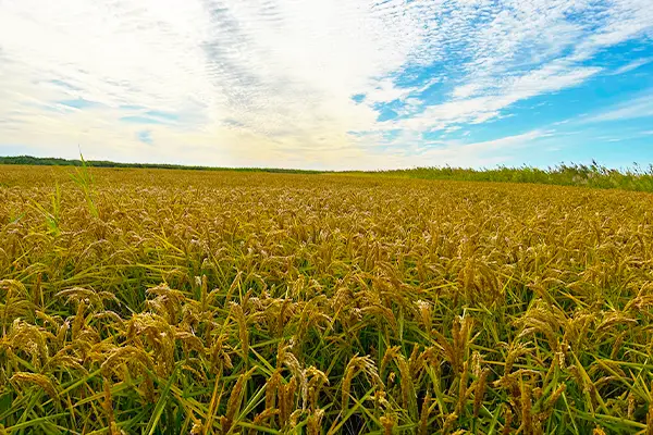 青空の下、静かに広がるカザフスタンの田んぼ